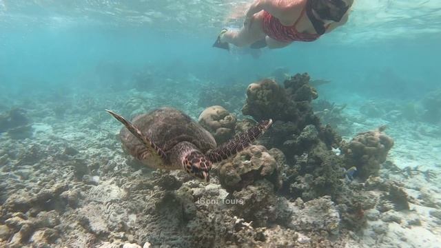 MALDIVES FREEDIVING 4K 2022