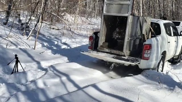 Амурского тигра отпускают на волю.