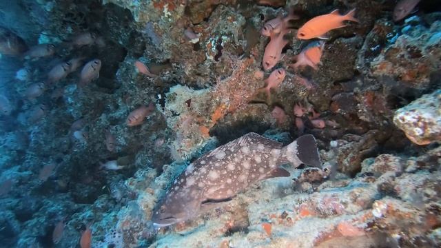 ДАЙВИНГ НА МАЛЬДИВАХ ЛУЧШЕЕ
DIVING MALDIVES BEST