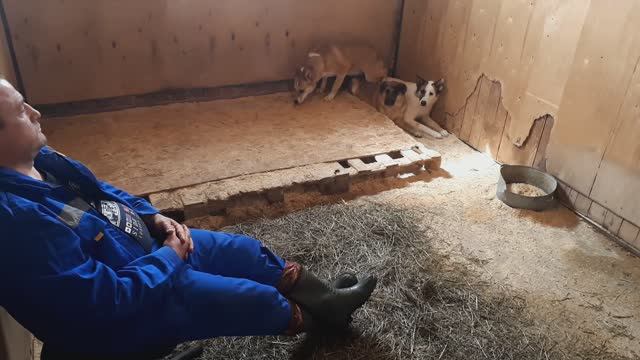 Социализация в приюте. Сезон2 серия1 
+79296105898 Коррекция поведения собак