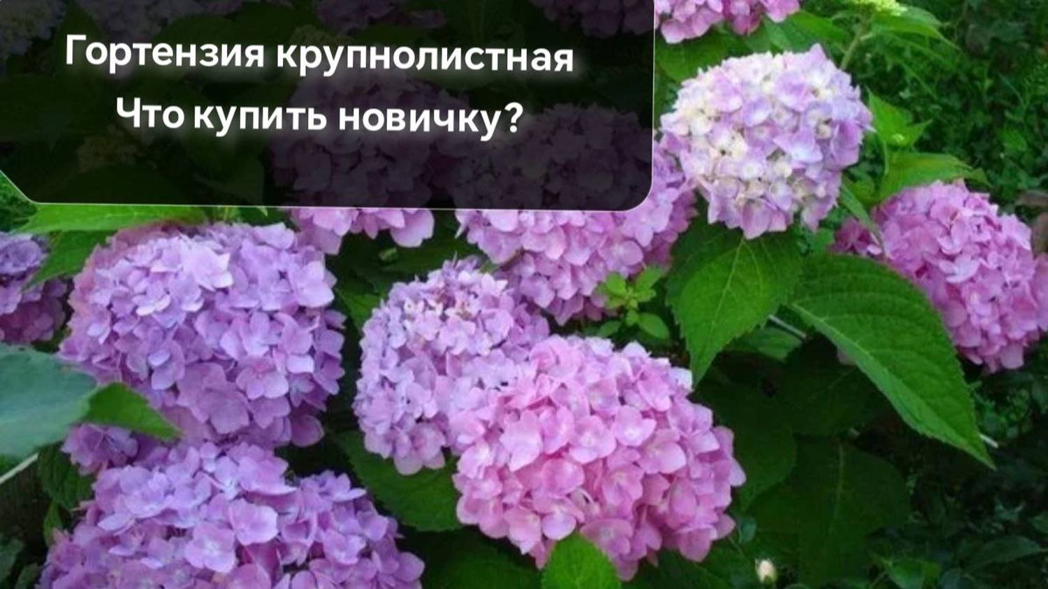 Я боюсь крупнолистную гортензию!!! Что купить новичку и не обжечься?