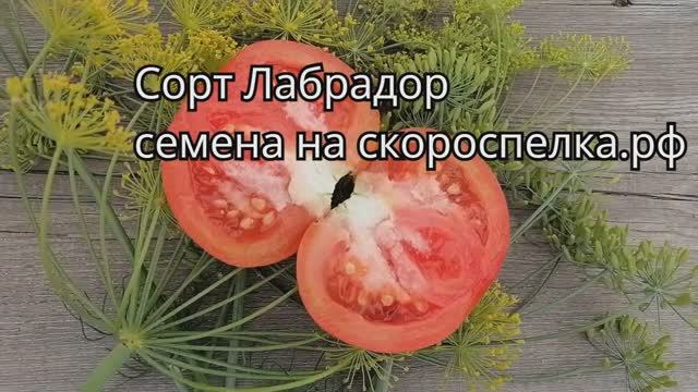 "Лабрадор" семена легендарного томата. Всепогодный, супер урожайный, скороспелый, очень вкусный!