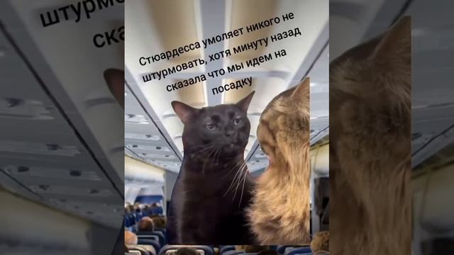 Стюардесса умоляет никого не штурмовать