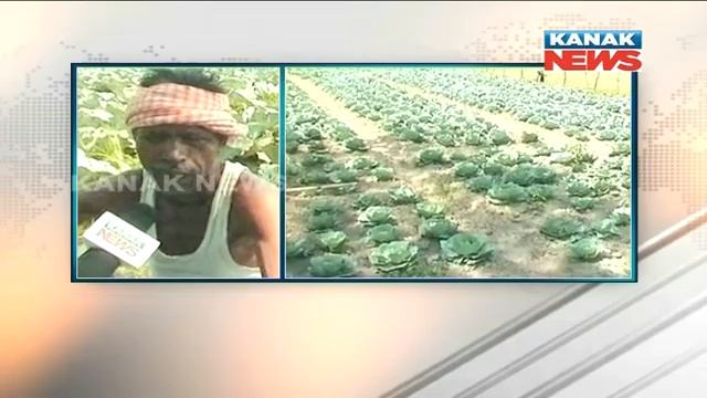 Farmers Unable To Sell Cabbage In Puri