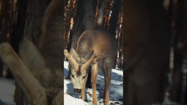 Косуля пришла к фотоловушке