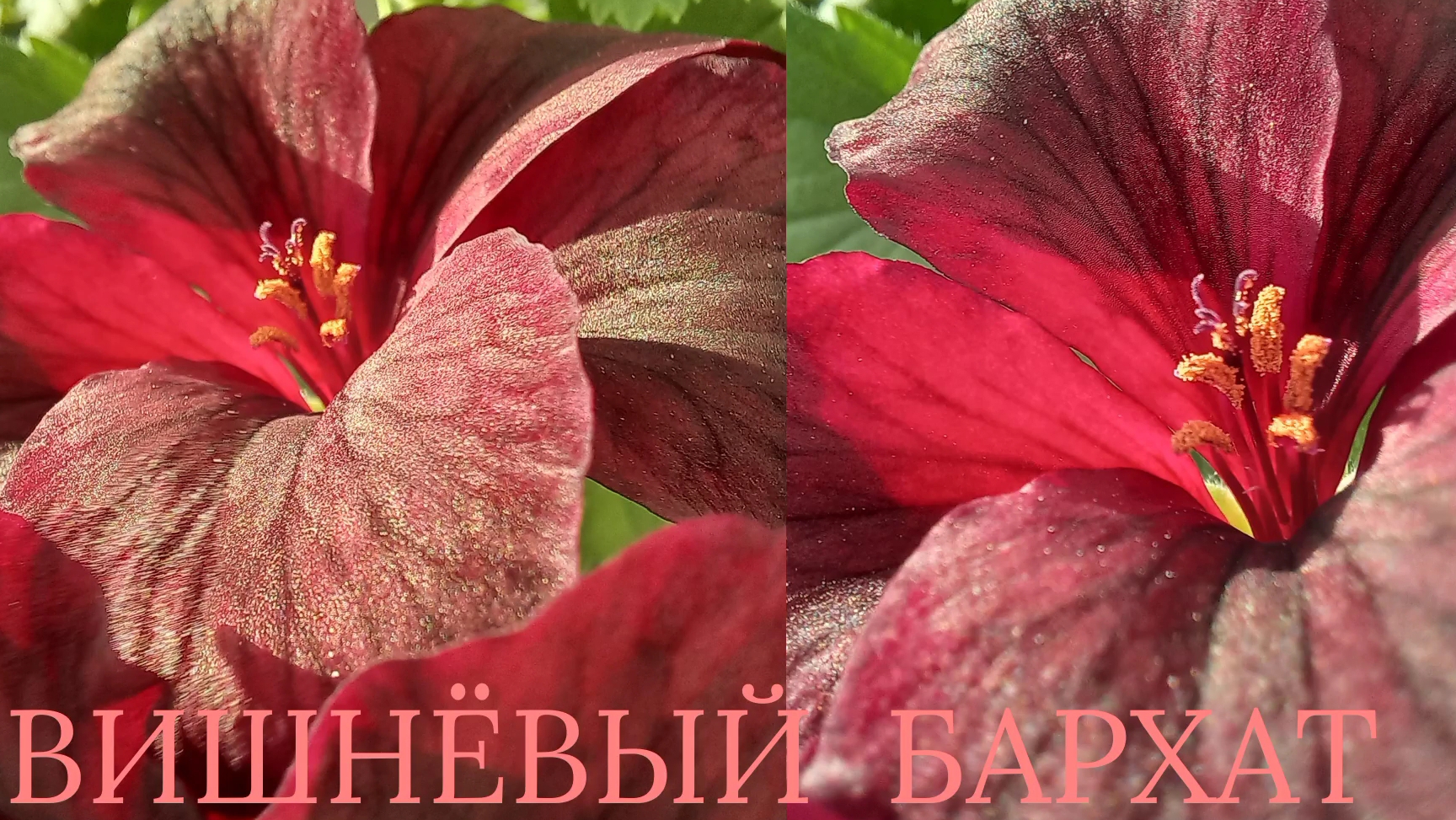 ПЕЛАРГОНИЯ КОРОЛЕВСКАЯ. Вишнёвый бархат.