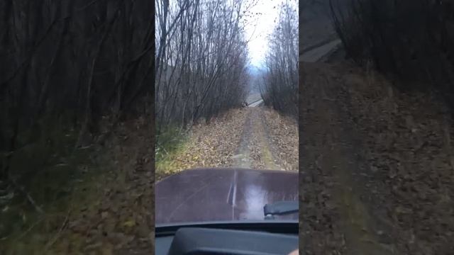 Серая осень