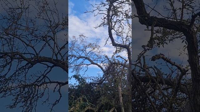 Teeny Tiny's Robins and Blue Tits singing in tree 🐦💙🌿