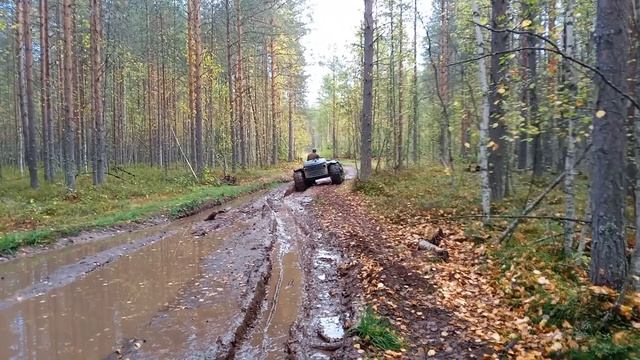 дорога на болото,