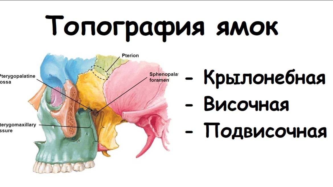 ТОПОГРАФИЯ КРЫЛОНЕБНОЙ ВИСОЧНОЙ И ПОДВИСОЧНОЙ ЯМОК АНАТОМИЯ