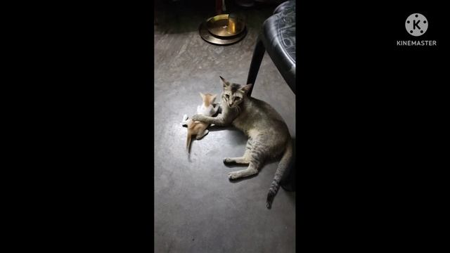 amar pussy mini