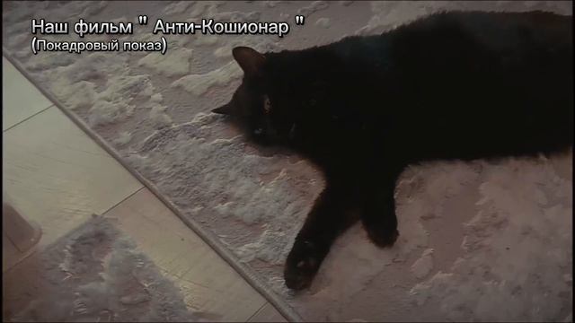 Подробности нашего сюжетного фильма есть в нашем ТГ канале!😸🎅🎄 | Симка и Алиса Rutube 😸🎄