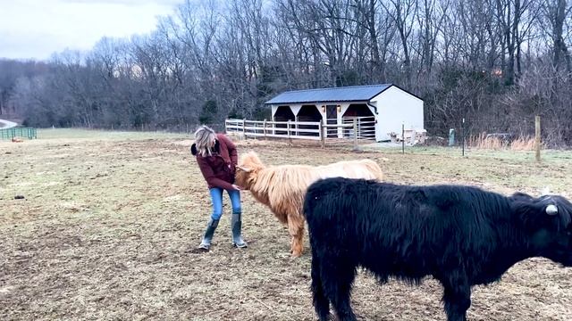 Highland Cow's Daily Care