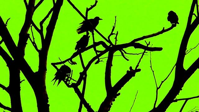 #Футаж вороны на дереве хромокей ◄4K•HD► #Footage crows on the tree chromakey
