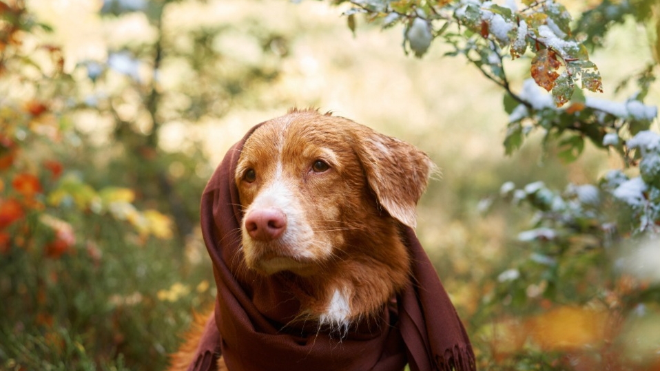 Как ухаживать за собакой🐕🐩🐕🦺🦮🐶