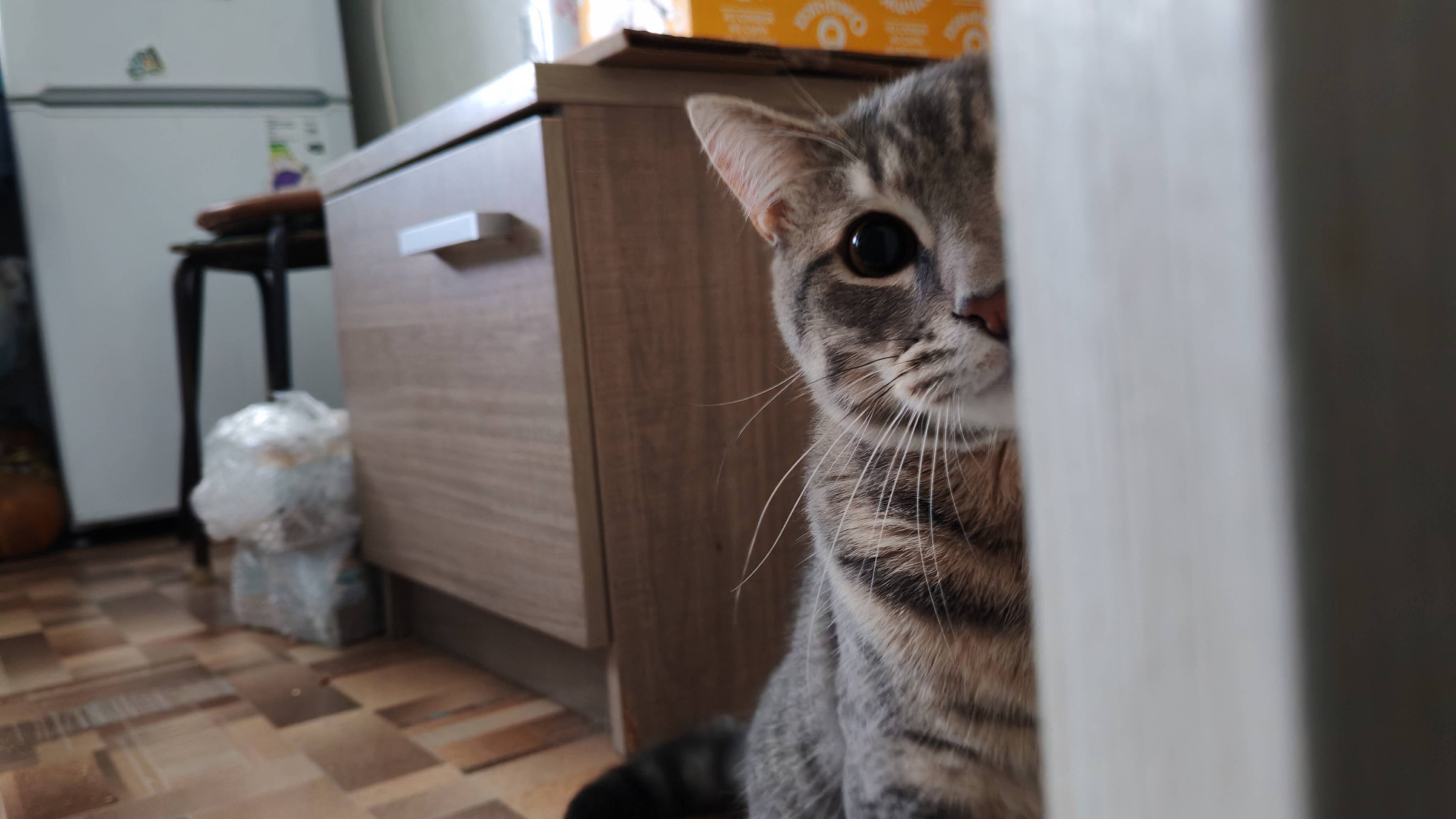 тук тук, а кто тут у нас? кот Макс