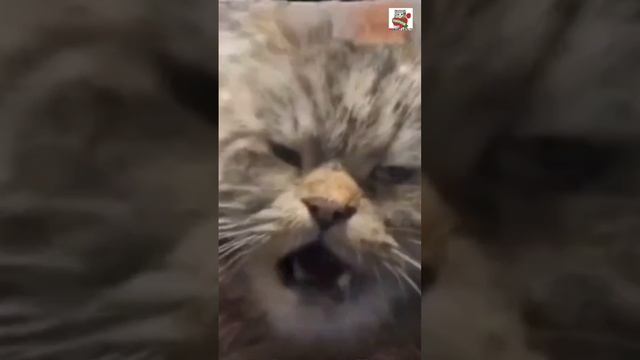 Спасибо нашей Зрительнице - Арише за такое чудесное видео 🙏❤️😻