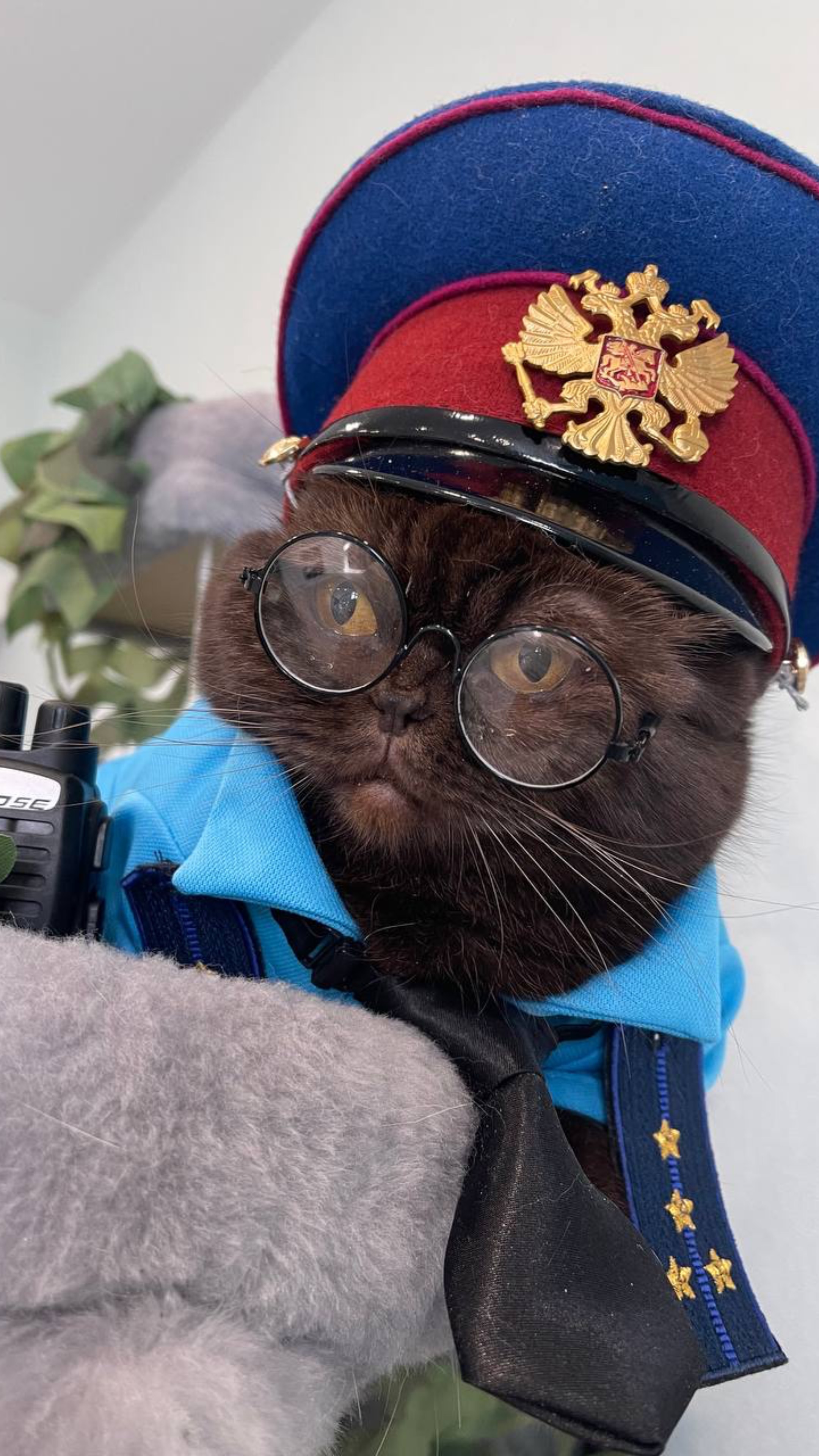 Кодекс кошатника