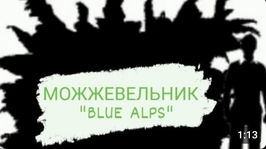 Можжевельник китайский Блю Альпс "Blue Alps"