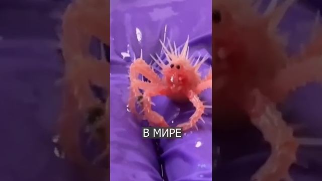 КРАБ просит вернуть его в море