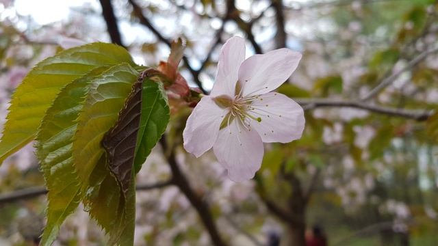 ЦВЕТЕНИЕ САКУРЫ МОСКВА
SAKURA MOSCOW