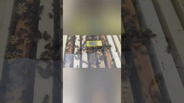 Пчелы не принимают матку что делать?