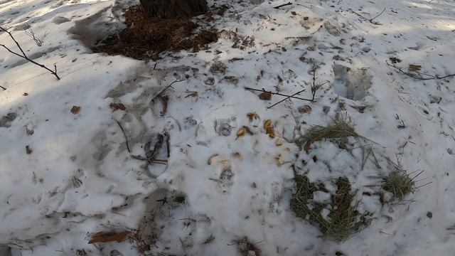 Проверяем фотоловушку, косули попались в кадр