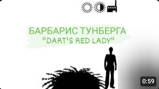 Барбарис тунберга Дартс Ред Леди. Berberis thunbergii Dart's Red Lady