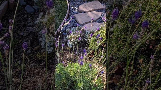 Александр Песканов «Нежные воспоминания» (Музыкальная галлерея)