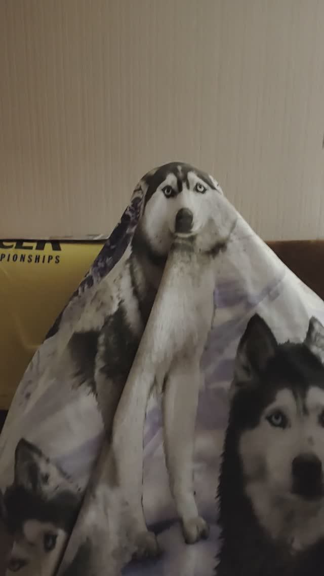 Husky Ghost ©20241114