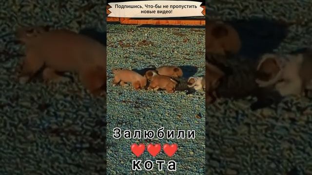 Любимый кот