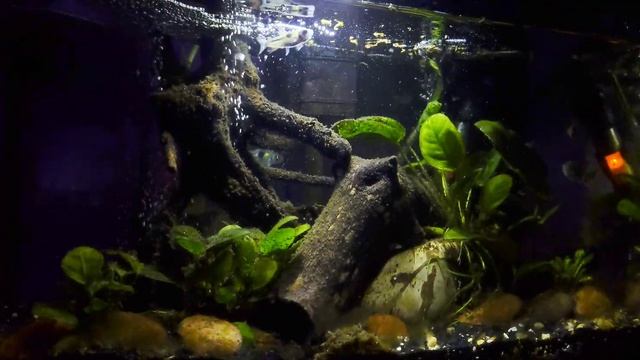 My "Mini Piranhas" Exodon  Tetras (Bucktooth Tetras) | Taken with Sony Xperia 1 II, CinemaPro