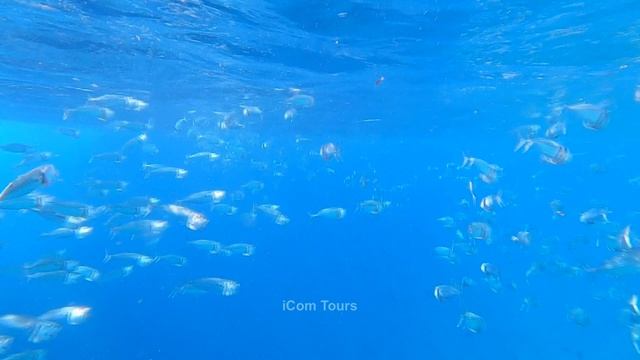 МАЛЬДИВЫ ЛУЧШИЕ МОМЕНТЫ ДАЙВИНГ
MALDIVES DIVING HIGHLIGHTS