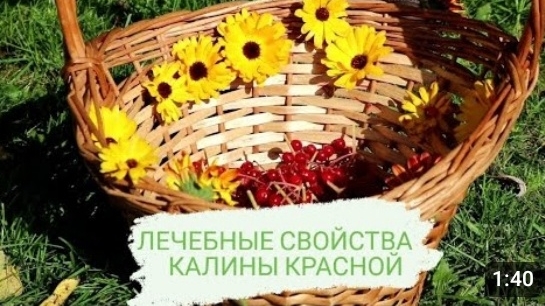 ЛЕЧЕБНЫЕ СВОЙСТВА КАЛИНЫ КРАСНОЙ. Калина - одна из самых ПОЛЕЗНЫХ ягод в природе.