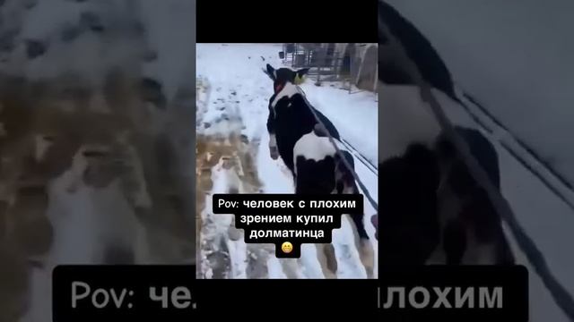 хорошая собака 🐶