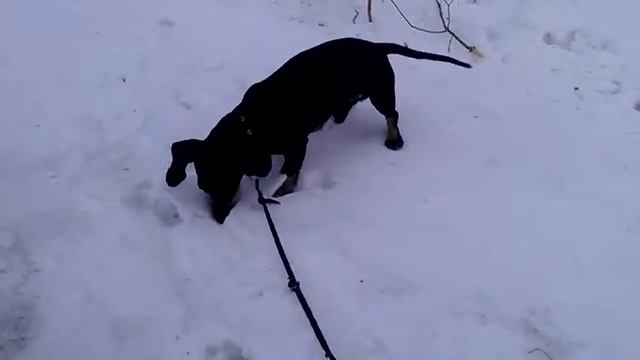 Рич в поисках мышей