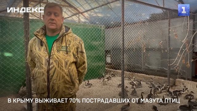 В Крыму выживает 70% пострадавших от мазута птиц