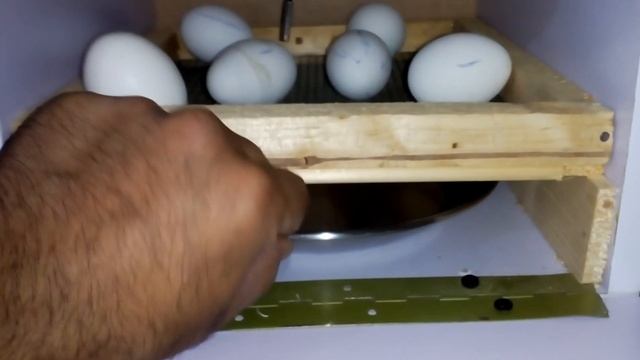 Manual Incubator 30 eggs - Manual egg Hatcher - hatchery incubator Urdu/Hindi