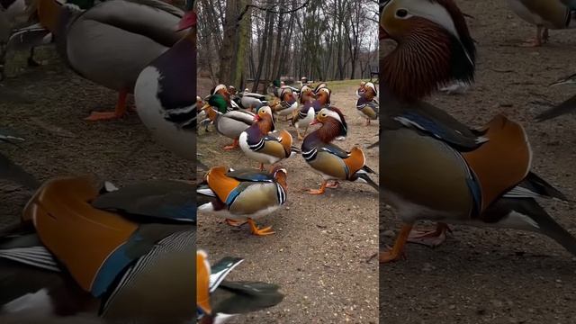 видео