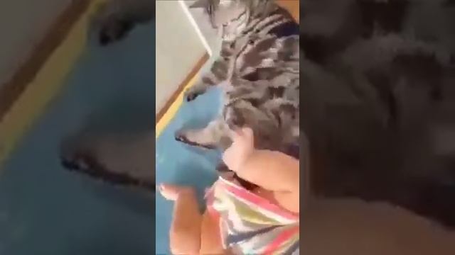 смешные видео / кошки собаки