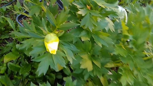 VID_20240616_184858.mp4