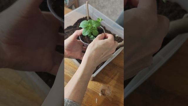Петуния. Лёгкий способ получения рассады.
