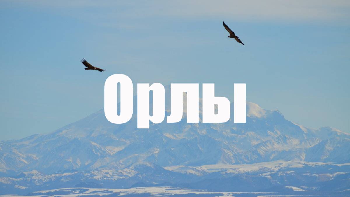 Орлы