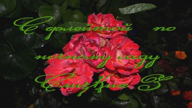 Ночной сад