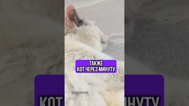 Покормила кота