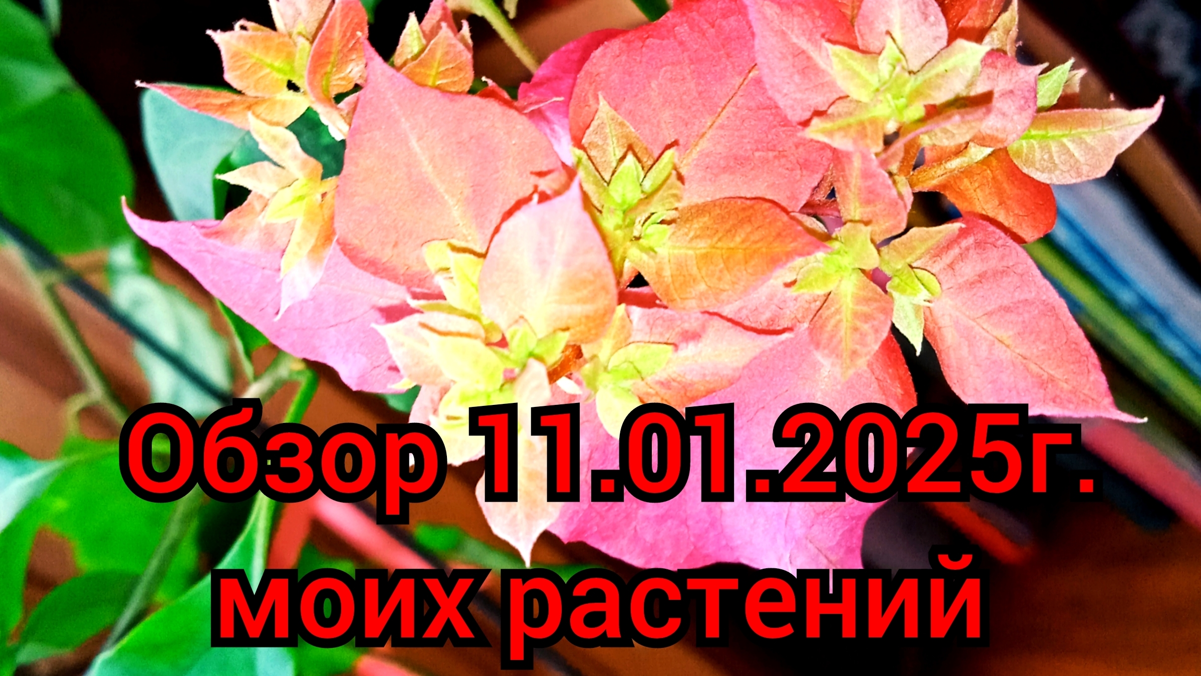 полный обзор моих растений 11.01.2025г.Спатифилиум,Толстянка,Бугенвилия, Опунция,Эхинопсис.