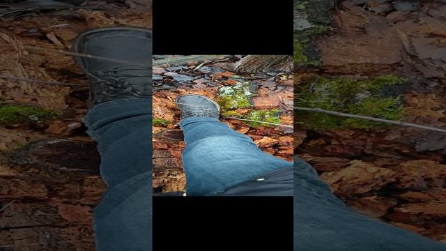 Сокрушительный удар: как я сломал трухлявое дерево за 4 секунды! 🌳💥