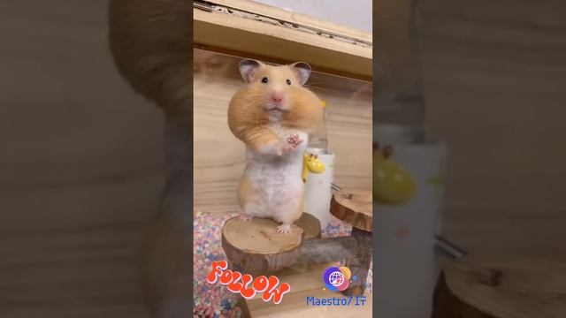 Хомячок после праздников ;) 🐹