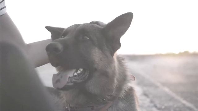 Which Type of Meat Is Best For Dogs? Ask A Veterinarian