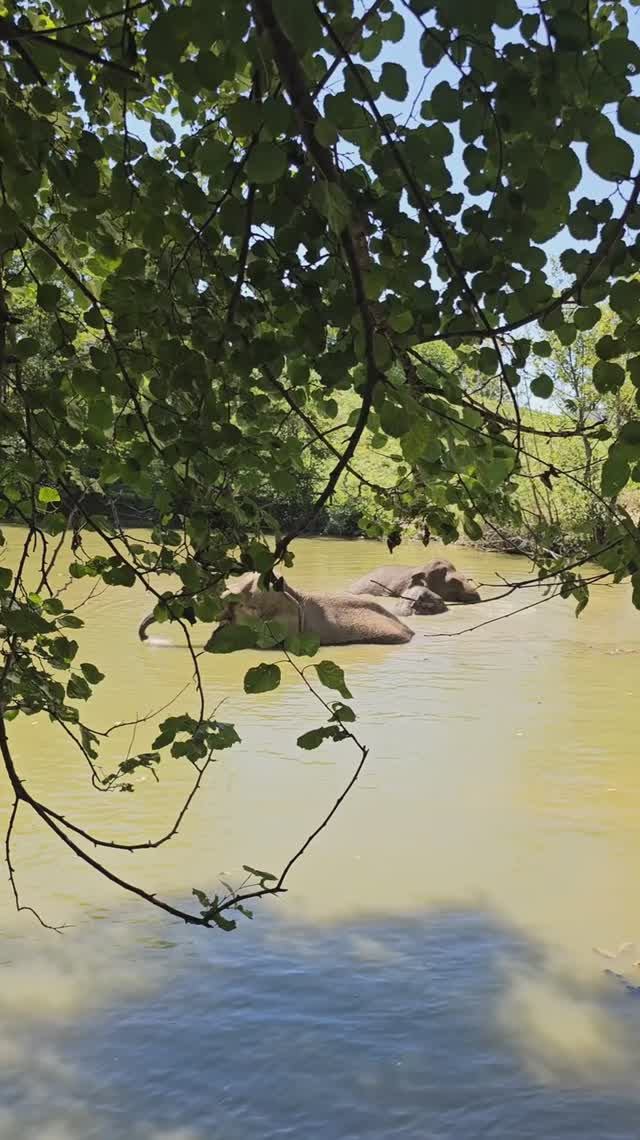 Сочинские Слоны 🐘🐘🐘